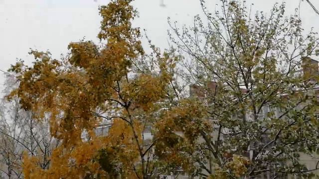 Зима, мы тебя не ждали! ❄️😾 Южно-Сахалинск