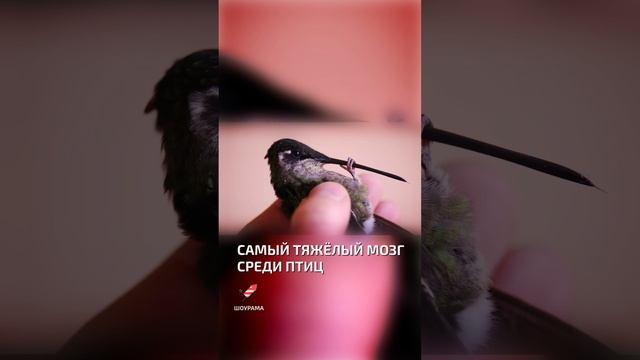 Самый тяжёлый мозг среди птиц  - интересные факты о колибри