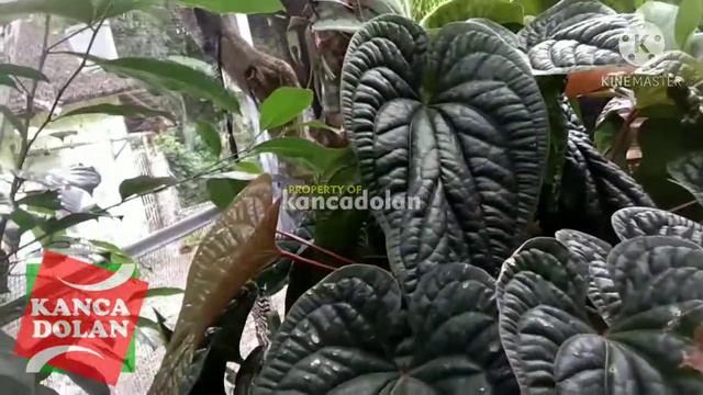 Anthurium Sirih Daun Besar | Anthurium Radicans смотреть онлайн