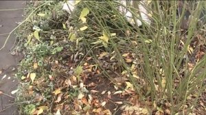цветущие кустарники обрезка и укрытие на зиму часть 1 керия