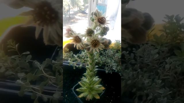 Sempervivum flowering