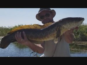 Рыбалка на змейголову.