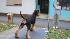 Airedale Terrier Ideal Dale Flawless