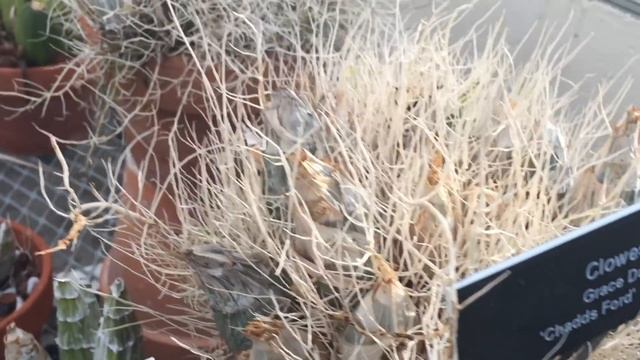 Как выращивают орхидеи в теплицах ботанического сада. Цимбидиум,дендробиум , венерины башмачки. смотреть онлайн