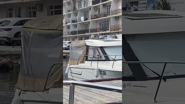 чайка кричит как кошка смотреть онлайн