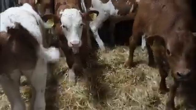 Телёнок порода "сементал"