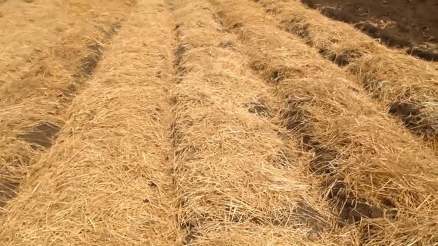 Как правильно посадить картофель под солому смотреть онлайн