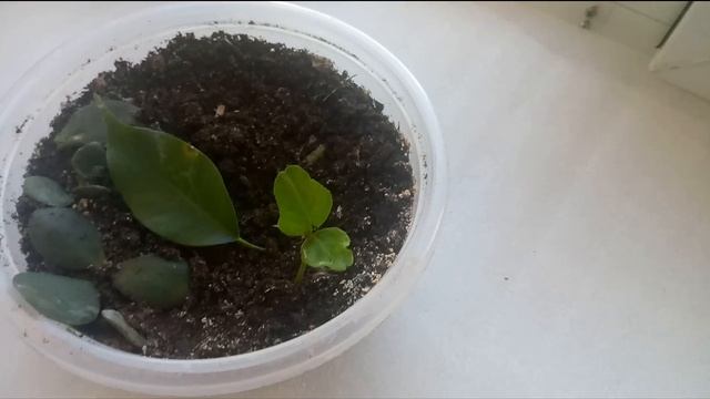 Выращиваем оливу из косточки оливки из консервов.