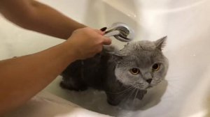 Как искупать британского кота