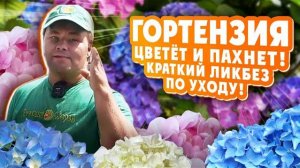 ГОРТЕНЗИЯ ЦВЕТЁТ И ПАХНЕТ! Краткий ликбез по уходу