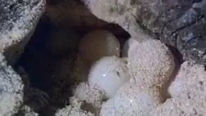 черепаха размножение