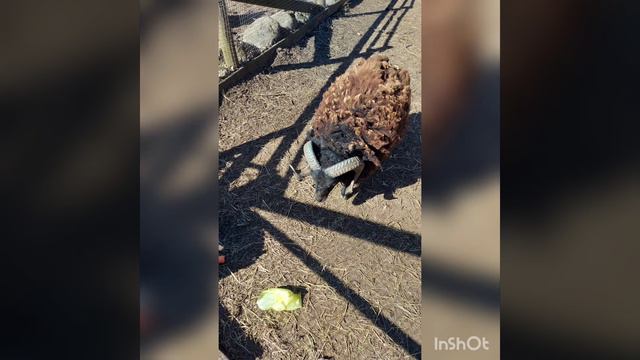 мини зоопарк Полли смотреть онлайн