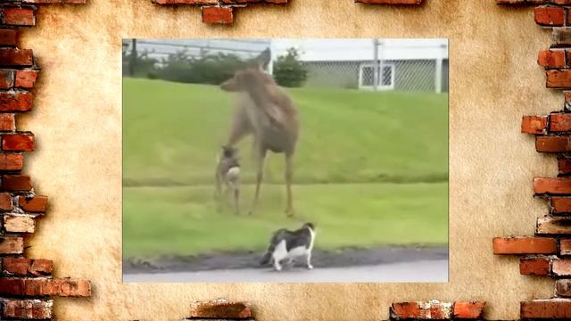 Смешные животные. Кот и собака против оленя. Видеоприколы. смотреть онлайн