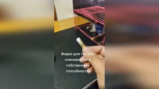 Удивительные животные / Подборка 2022 смотреть онлайн