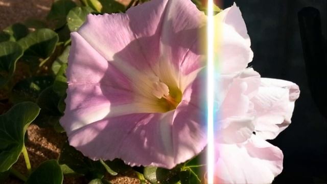 Калестегия Лиана с махровыми цветами напоминающими розу смотреть онлайн