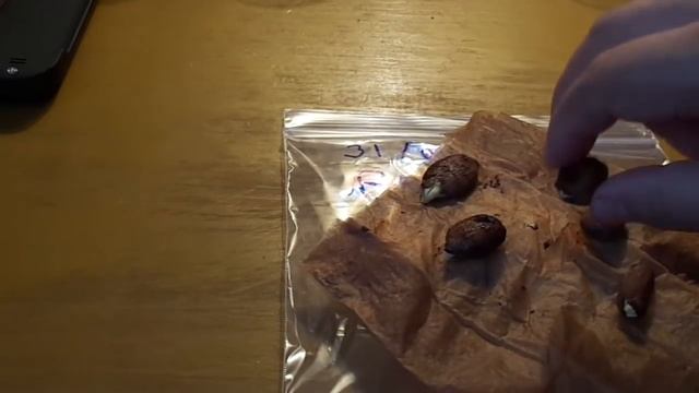 Germinar Rambutan Facil y Rapido (Nephelium lappaceum) Lichi смотреть онлайн