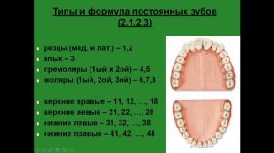 Формулы зубов