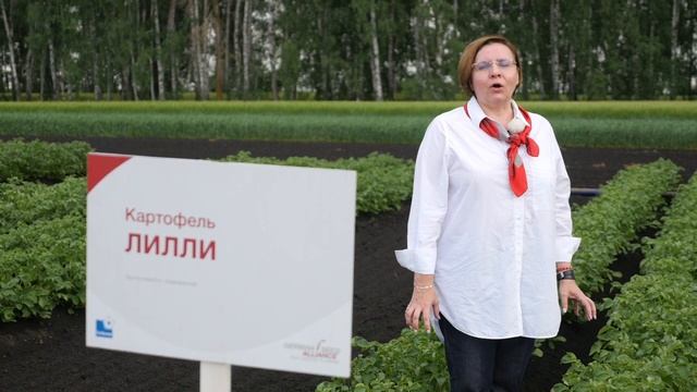 Картофель столового назначения и на переработку селекции SOLANA смотреть онлайн