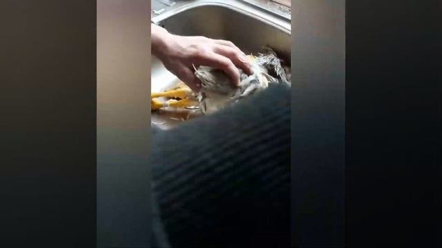 как ощипывать курицу