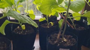 Баклажан ВАЛЕНТИНА F1 Выращивание