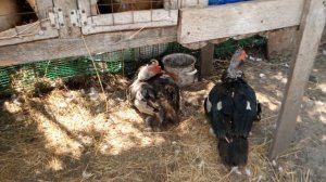 Современная деревня. Скотный двор в селе. Домашние животные в деревне.