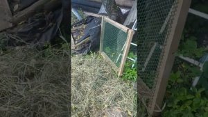 Подстилка в загоне для уток. Вальер для уток. Пекинские утки и утки муладры.