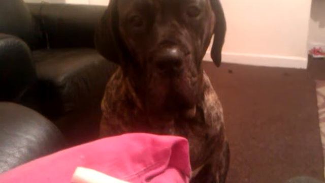 OLDE ENGLISH MASTIFF PUPPY !!!! must see 8 month old смотреть онлайн