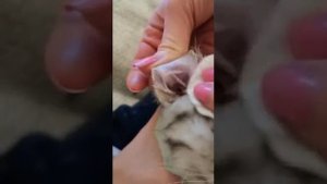 Шотландский котенок_чистим ушки