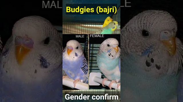 Australian budgies male female difference #bird #budgies #parrot