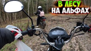 ПОКАТУШКА НА АЛЬФАХ В ЛЕС |ГОТОВИМ ЕДУ НА КОСТРЕ|