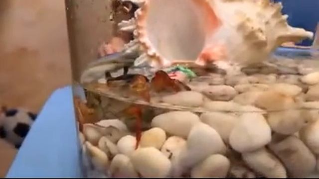 Дети ТВ. Дети и домашние животные, радужный краб смотреть онлайн