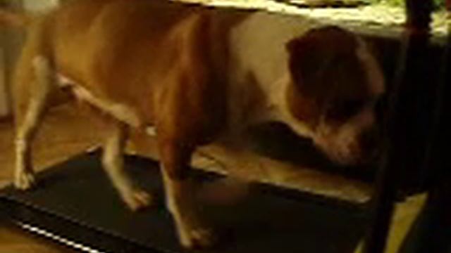 Dimma på promenadbandet смотреть онлайн