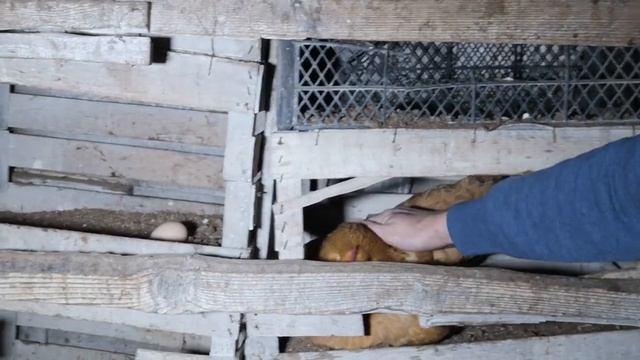 Когда КУРИЦА снесёт первое яйцо - молодки несушки смотреть онлайн