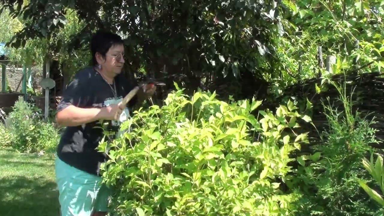 Стрижка вейгелы для повторного цветения и для красивой формы ! смотреть онлайн