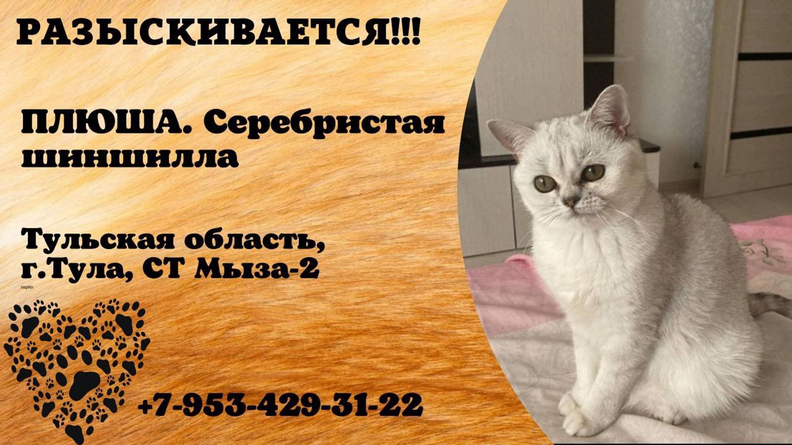 Пропала кошка! ПЛЮША. Серебристая шиншилла. Тульская область, г.Тула.