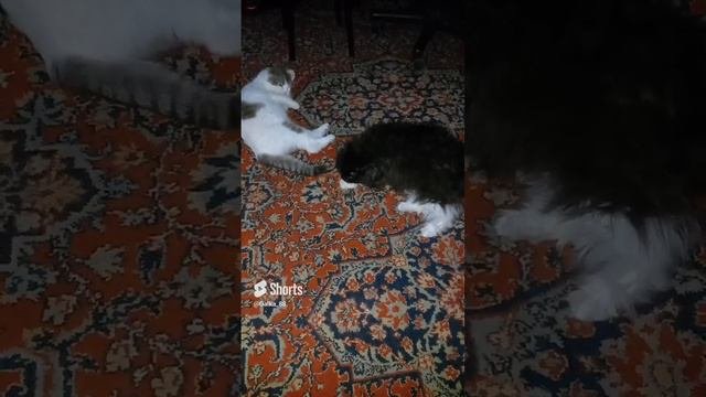 #кошки любовьмоя