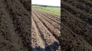 Картофелекопалка ЛКМ - 1П и мотоблок Беларус.