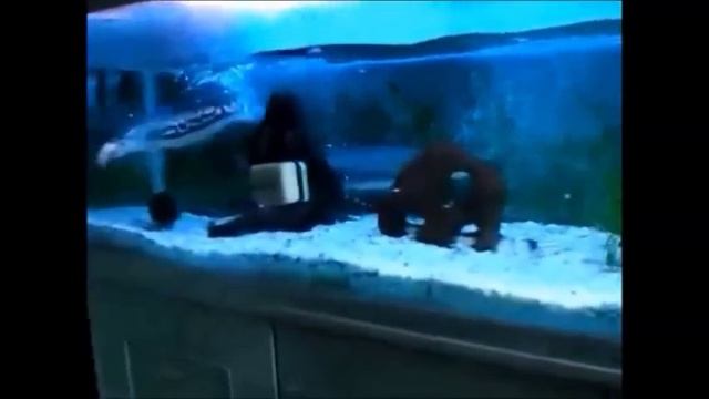 Змееголов атакует