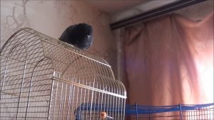 Боевой голубь Баря