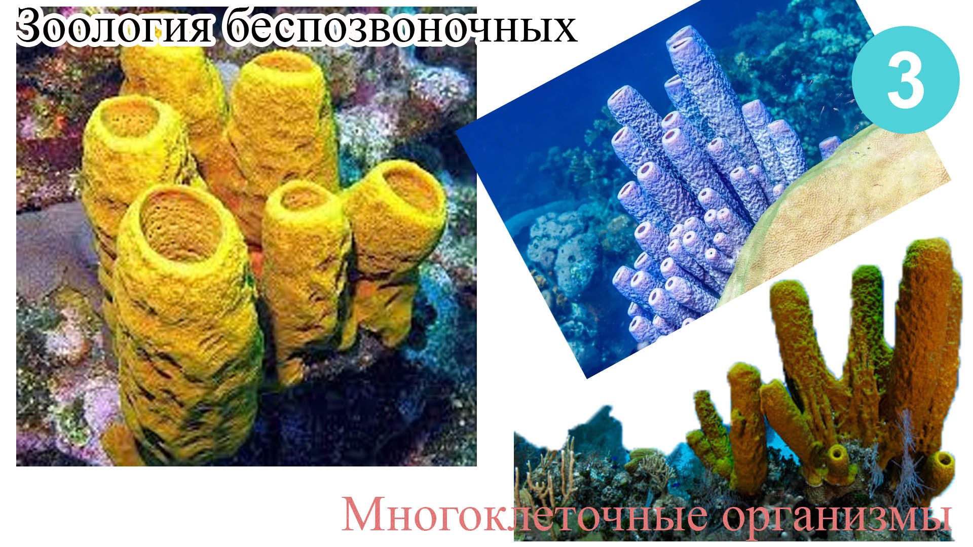Зоология беспозвоночных. Многоклеточные животные №3