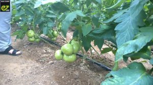 Опыт выращивания томата Белфорт F1 в Астрахани.