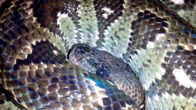 О чём думают змеи? смотреть онлайн