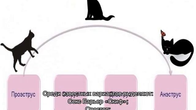 Кошка просит кота: варианты как успокоить в домашних условиях смотреть онлайн