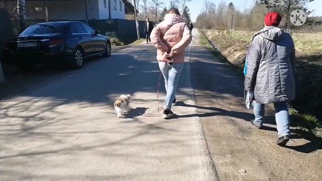 поход на водопад/съемки фильма всё испортили😭😭/смешные видео про животных 🙈 длинношерстный чихуахуа смотреть онлайн