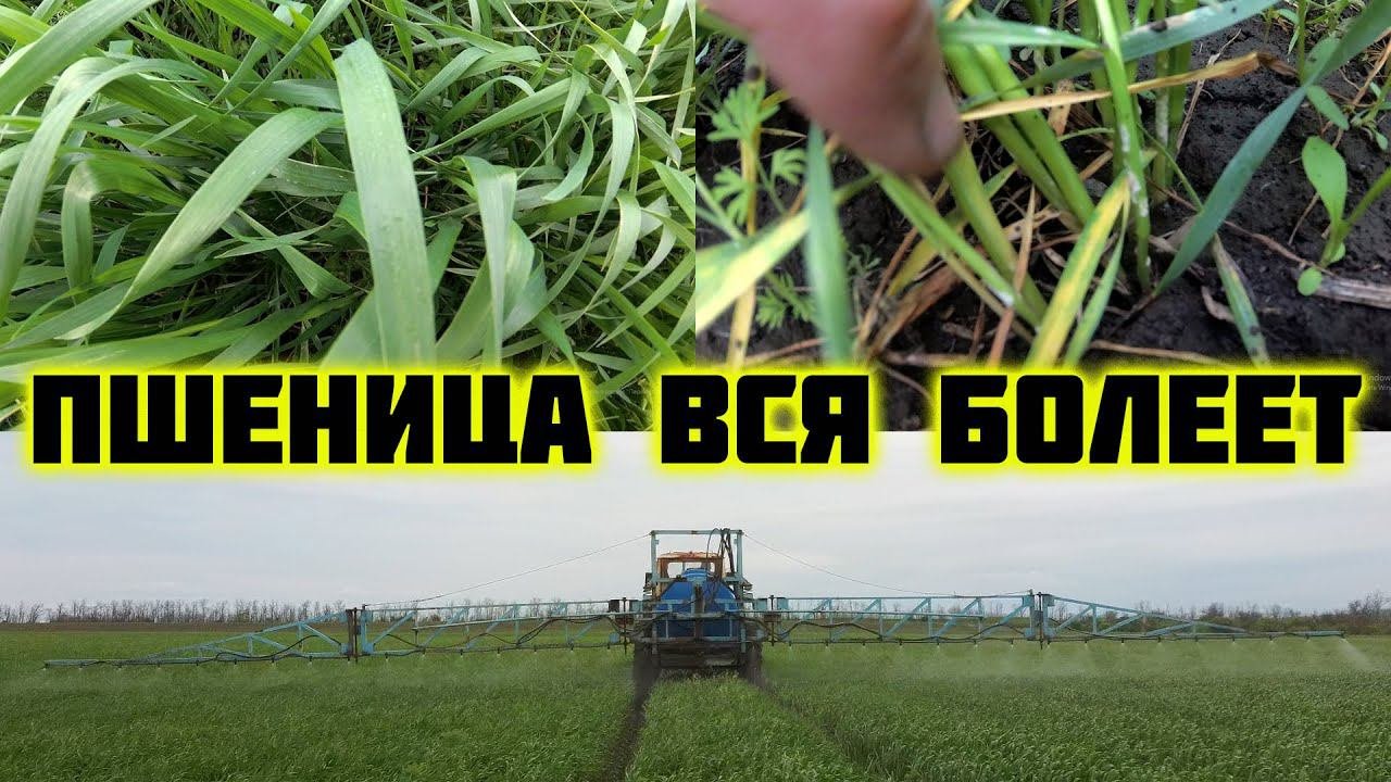 Вторая подкормка озимой 2023. Все болеет, что будет дальше.