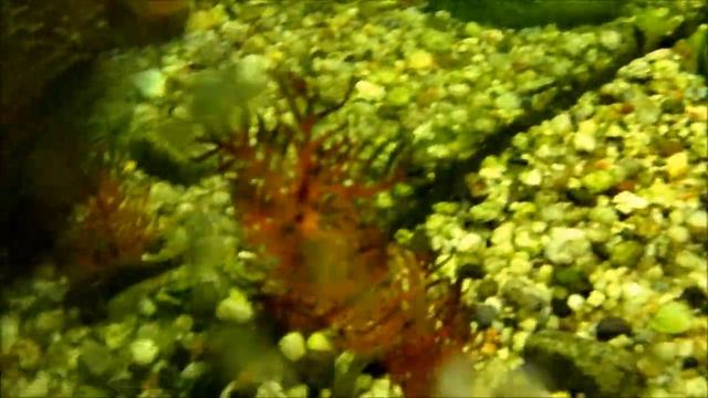 Test nereus DC WP500 смотреть онлайн