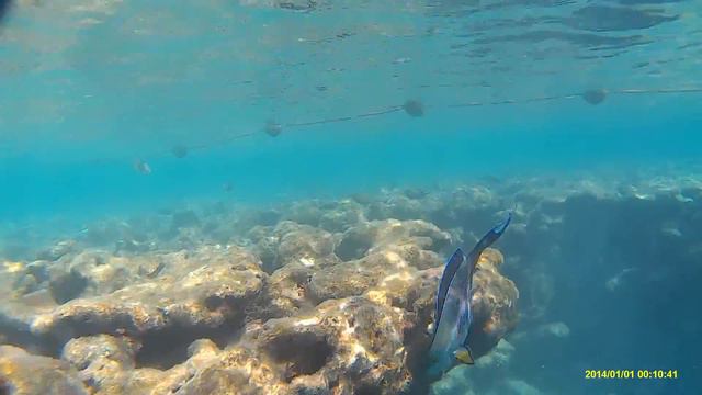 Egypt Hyatt Regency Sharm El Sheikh - corals and fish смотреть онлайн