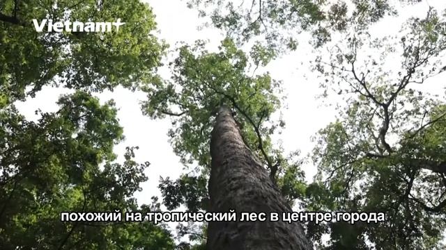 Зеленые деревья – дружелюбный акцент столицы