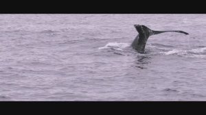 Экспедиция на Камчатку, Камчатский край