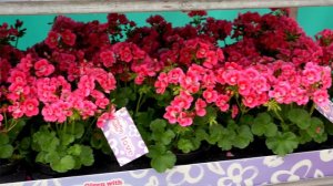 Pelargonium Pretty Little | Syngenta Flowers